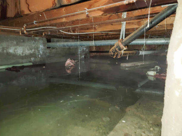 Best Local water damage restoration  in Greenville, AL