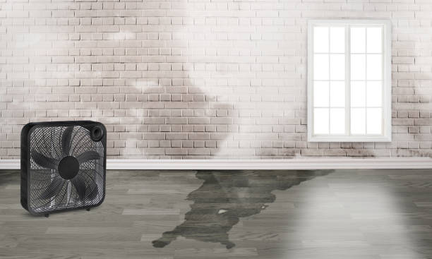 Best Basement water damage restoration  in Greenville, AL